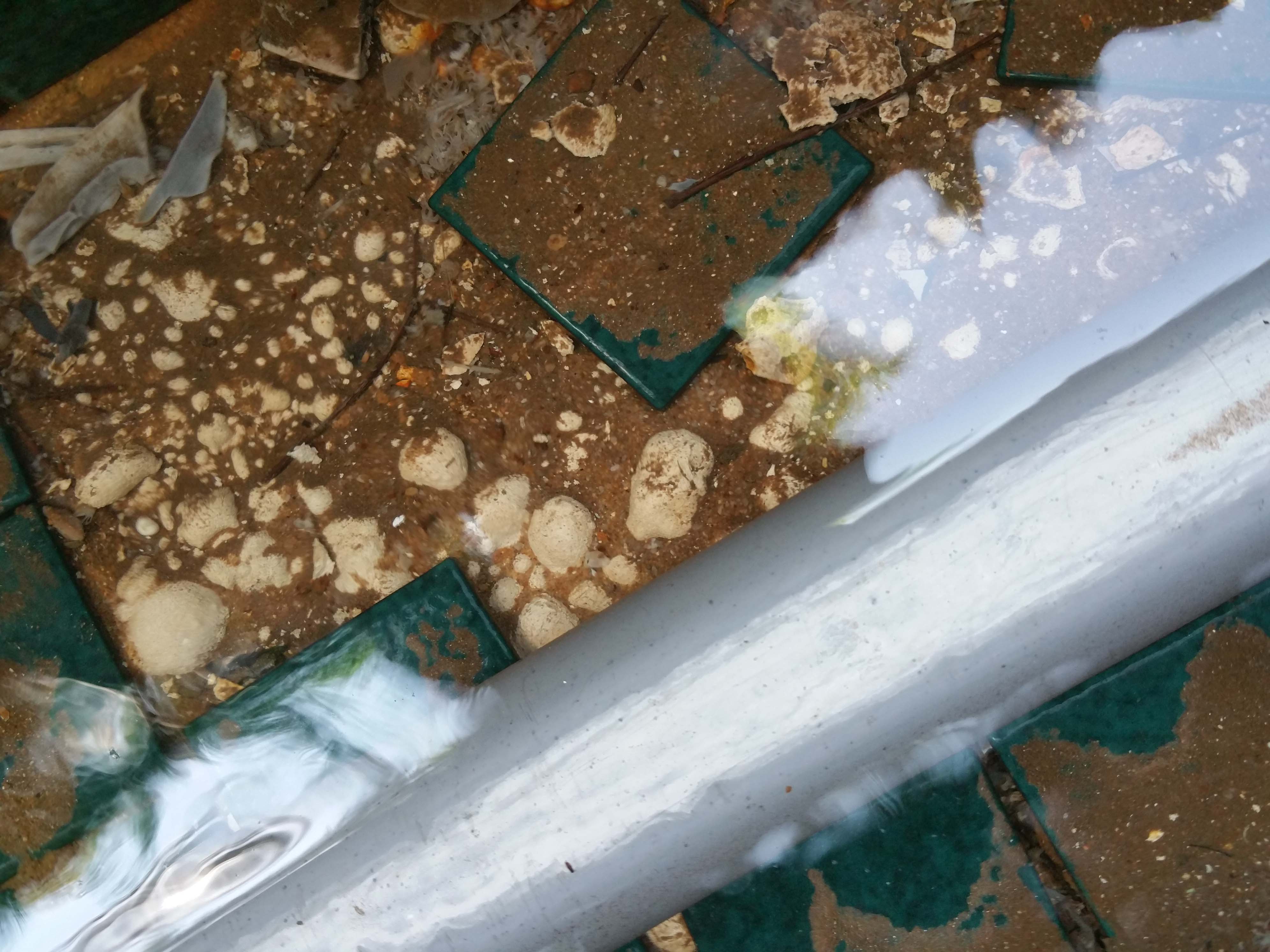 38. condo water feature leak. menbrane(white) bubbled up..jpg